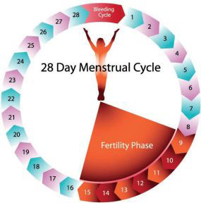 28 Day Menstrual Cycle