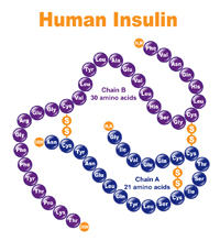 Human Insulin DNA Illustration