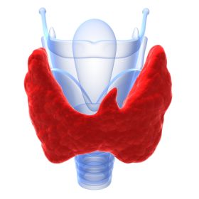 Thyroid Gland Illustration