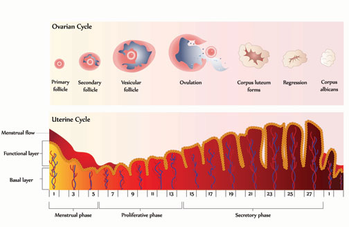 Ovarian Cycle