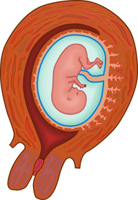 Baby In Womb Diagram