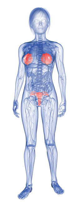 Female Sex Organ 3D Image