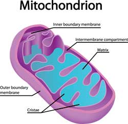 Human Cell Mitochondrion