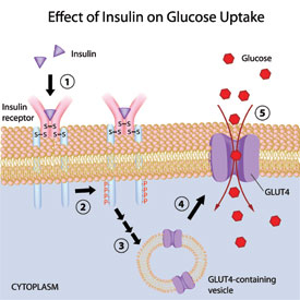 Effect of Insulin on Glucose Uptake