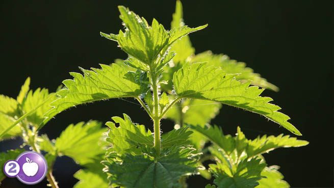 Stinging Nettle is a Powerful Plant for PCOS.